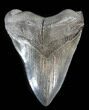 Fossil Megalodon Tooth - South Carolina #38736-1